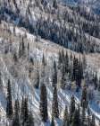 USA, Colorado, Routt County. Steamboat Springs, Ridges of aspen trees and conifers Art Print